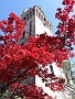 Acero rosso e la Specola (Vincenzo Piperno)